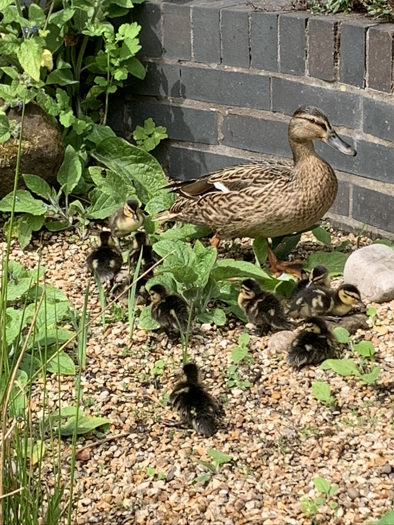Ducklings at RGS Worcester