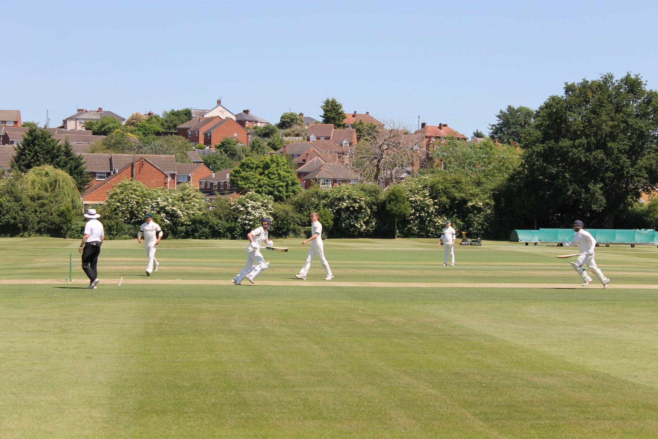 Cricket in the sunshine