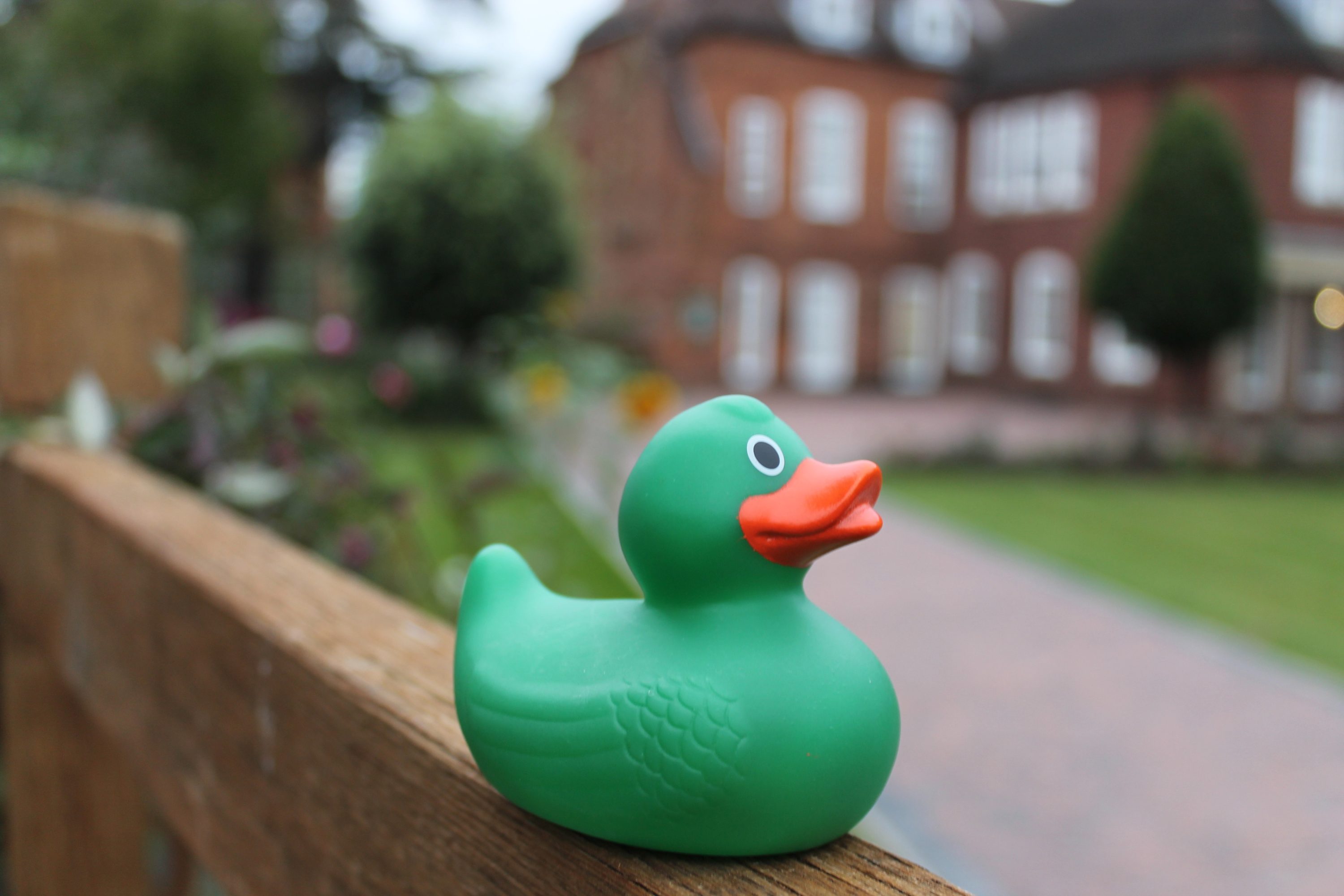 Explore the RGS Duck trail!