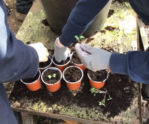 New Growth for RGS Gardening Club