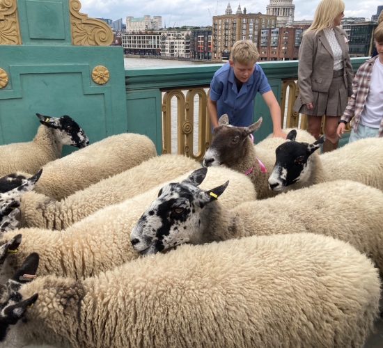 A Centuries-Old Tradition Comes to Life in London